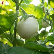 Afbeeldingsresultaat voor bianca a uovo eggplant