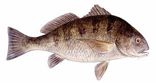 Image result for Pogonias cromis