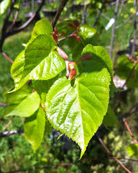 Attēlu rezultāti vaicājumam “Tilia cordata leaf”