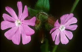 Attēlu rezultāti vaicājumam “Silene dioica leaf”