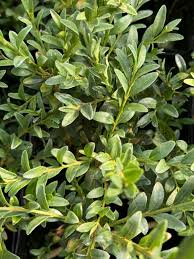 Attēlu rezultāti vaicājumam “Buxus sempervirens”