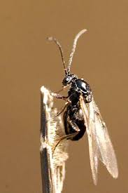 Attēlu rezultāti vaicājumam “Cynips quercusfolii”