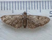 Attēlu rezultāti vaicājumam “Eupithecia tenuiata”