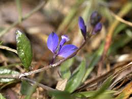 Attēlu rezultāti vaicājumam “Polygala vulgaris leaf”