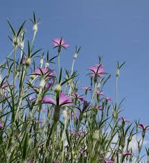 Image result for Kornrade