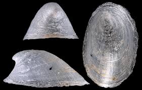 Attēlu rezultāti vaicājumam “Ancylus fluviatilis”