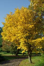 Attēlu rezultāti vaicājumam “Carpinus”