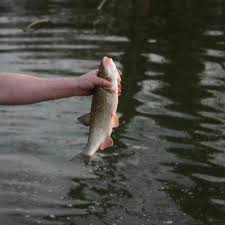 Image result for Lamb Angling Club