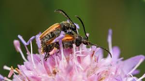 Attēlu rezultāti vaicājumam “Pseudovadonia livida”