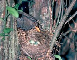 Attēlu rezultāti vaicājumam “Turdus merula nest”