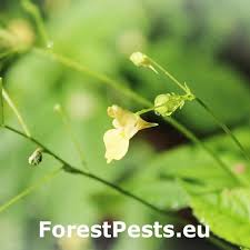 Attēlu rezultāti vaicājumam “Impatiens parviflora fruit”