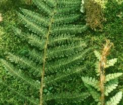 Attēlu rezultāti vaicājumam “Polystichum braunii”