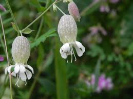 Image result for Silene vulgaris