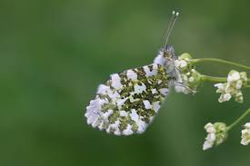 Attēlu rezultāti vaicājumam “Anthocharis cardamines underside”