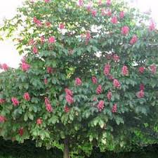 Attēlu rezultāti vaicājumam “Aesculus x neglecta flower”