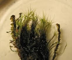 Attēlu rezultāti vaicājumam “Ditrichum flexicaule”