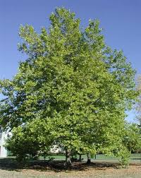 Attēlu rezultāti vaicājumam “Platanus x hispanica (syn. Platanus x acerifolia) leaf”