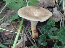 Attēlu rezultāti vaicājumam “Edwardsiana geometrica”