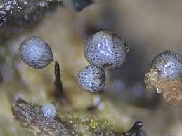 Attēlu rezultāti vaicājumam “Cribraria vulgaris”