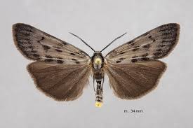 Attēlu rezultāti vaicājumam “Coscinia cribraria”