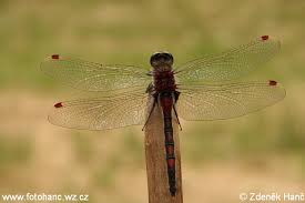 Attēlu rezultāti vaicājumam “Leucorrhinia rubicunda”