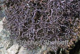 Attēlu rezultāti vaicājumam “Cetraria aculeata”