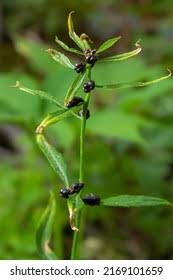 Attēlu rezultāti vaicājumam “Cardamine bulbifera leaf”