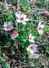 Attēlu rezultāti vaicājumam “Iris rosenbachiana flower”
