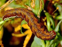 Attēlu rezultāti vaicājumam “Actinotia polyodon”