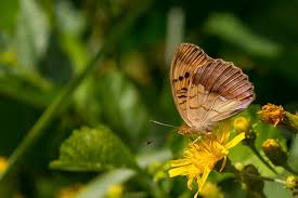 Attēlu rezultāti vaicājumam “Argynnis laodice”