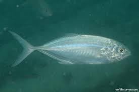 Image result for Caranx crysos