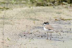 Attēlu rezultāti vaicājumam “Charadrius dubius”