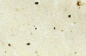 Attēlu rezultāti vaicājumam “Perenniporia subacida”