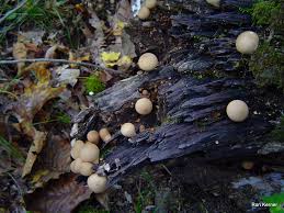 Attēlu rezultāti vaicājumam “Lycoperdon pyriforme”