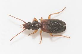 Attēlu rezultāti vaicājumam “Asaphidion pallipes”