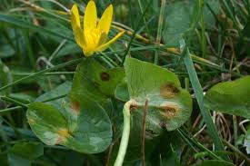 Attēlu rezultāti vaicājumam “Uromyces dactylidis”