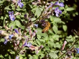 Image result for Katzenminze