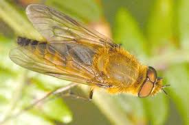 Attēlu rezultāti vaicājumam “Therevidae”