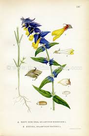 Attēlu rezultāti vaicājumam “Melampyrum nemorosum”