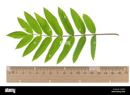 Attēlu rezultāti vaicājumam “Sorbus aucuparia leaf”