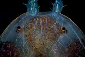 Attēlu rezultāti vaicājumam “Hydrachna”