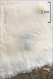 Attēlu rezultāti vaicājumam “Skeletocutis brevispora”