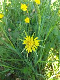 Image result for Tragopogon pratensis