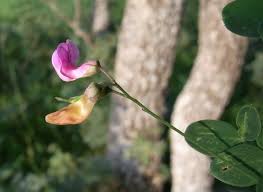 Attēlu rezultāti vaicājumam “Lathyrus niger”