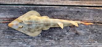 Image result for Pseudobatos lentiginosus