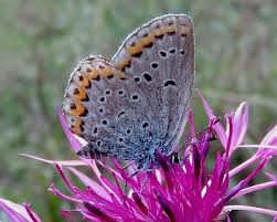 Attēlu rezultāti vaicājumam “Plebejus argyrognomon”