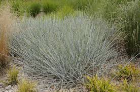 Attēlu rezultāti vaicājumam “Leymus arenarius”