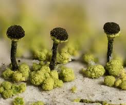 Attēlu rezultāti vaicājumam “Chaenotheca trichialis”