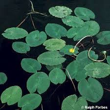 Attēlu rezultāti vaicājumam “Nuphar lutea leaf”