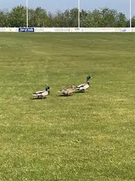 Image result for Brixworth Badminton Club